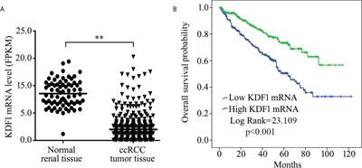 KDF1, a Novel Tumor Suppressor in Clear Cell Renal Cell Carcinoma